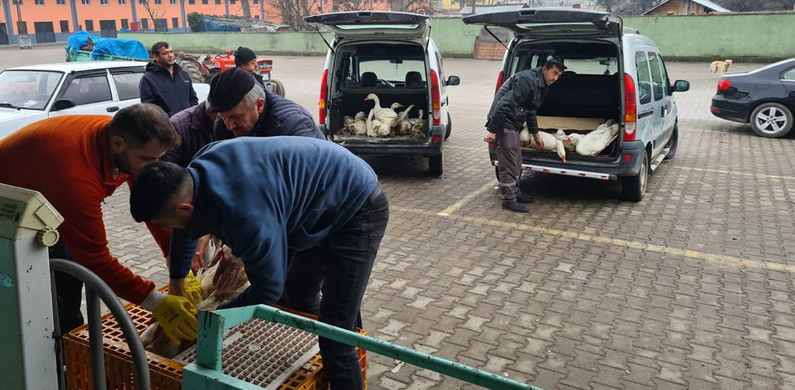 Belediyenin projesi sayesinde üreticiler kaz satışına başladı