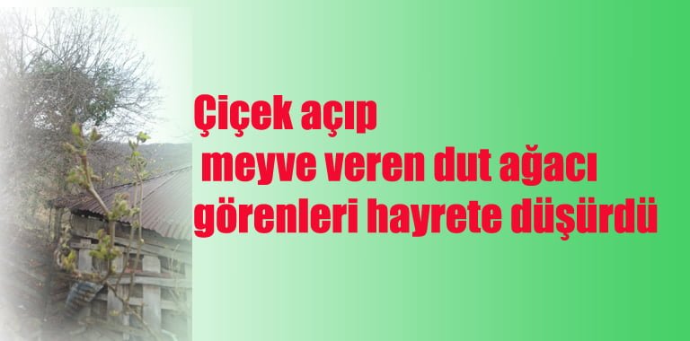 Yenice ilçesine bağlı Cihanbey köyünde, hava sıcaklıklarının mevsim normallerinin üzerinde seyretmesi nedeniyle dut ağacı çiçek açarak meyve vermeye başladı.