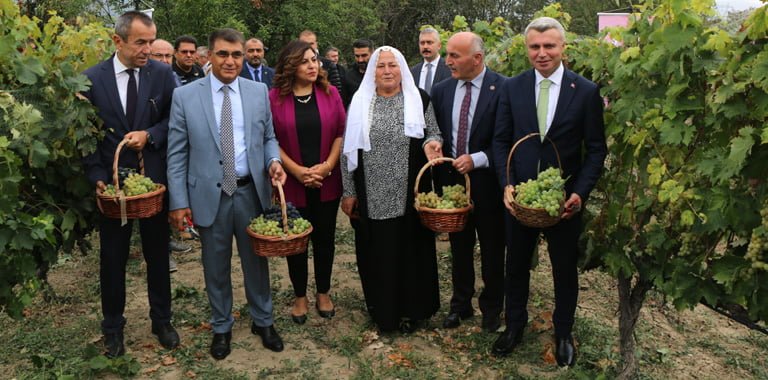 Karabük'ün Safranbolu ilçesinin yerel ürünlerinden olan ve coğrafi işaret almaya hak kazanan Çavuş Üzümü belgesine kavuştu.