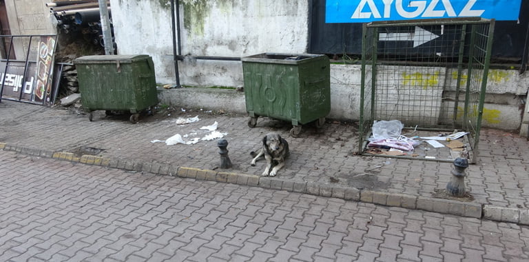 Sokak köpeği ısırdı, kuduz aşısı olmak için 100 kilometre yol gitti