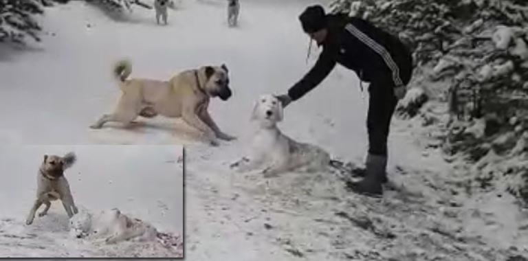 KISKANÇ KANGAL, KARDAN YAPILAN KÖPEĞİ PARÇALADI