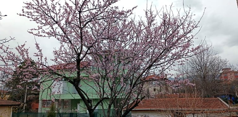 Karabük'ün Safranbolu ilçesinde badem ağaçları çiçek açtı.