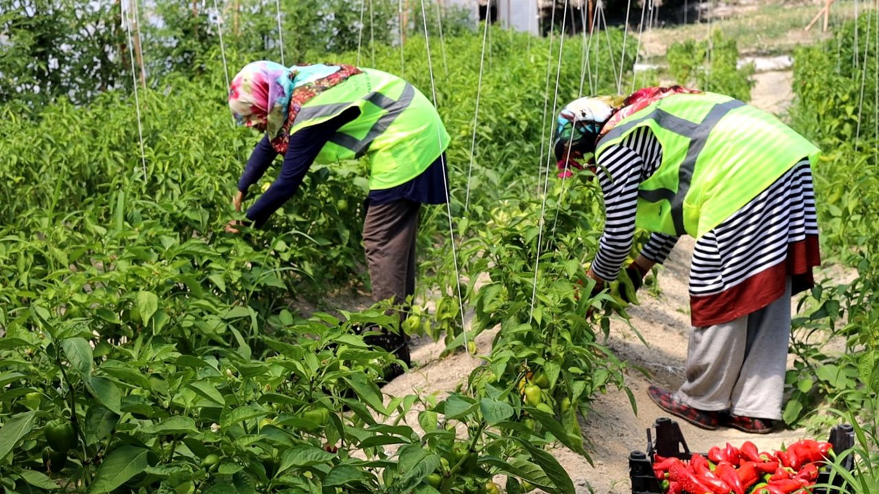 Karabük’ün Safranbolu ilçesinde belediyeye ait serada yetiştirilen meyve ve sebzeler 'Halkın Bakkalı'nda satışa sunulacak.