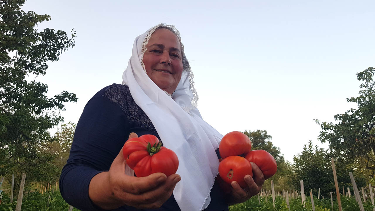 Karabük'ün Safranbolu ilçesinde, ‘Ata Tohumu’ ürünlerinin başında gelen yerli ve coğrafi işaret tescilli maniye domatesinin hasadı başladı.