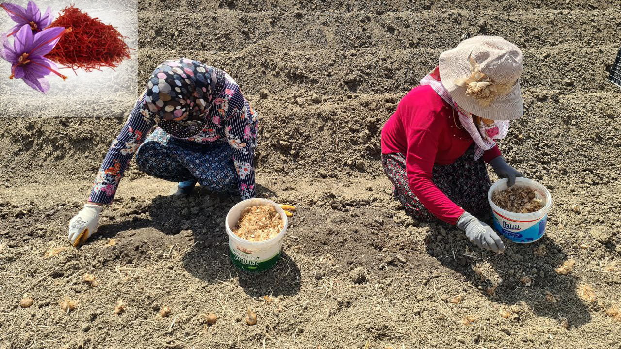 DÜNYANIN EN PAHALI BAHARATI SAFRAN TOPRAKLA BULUŞTU