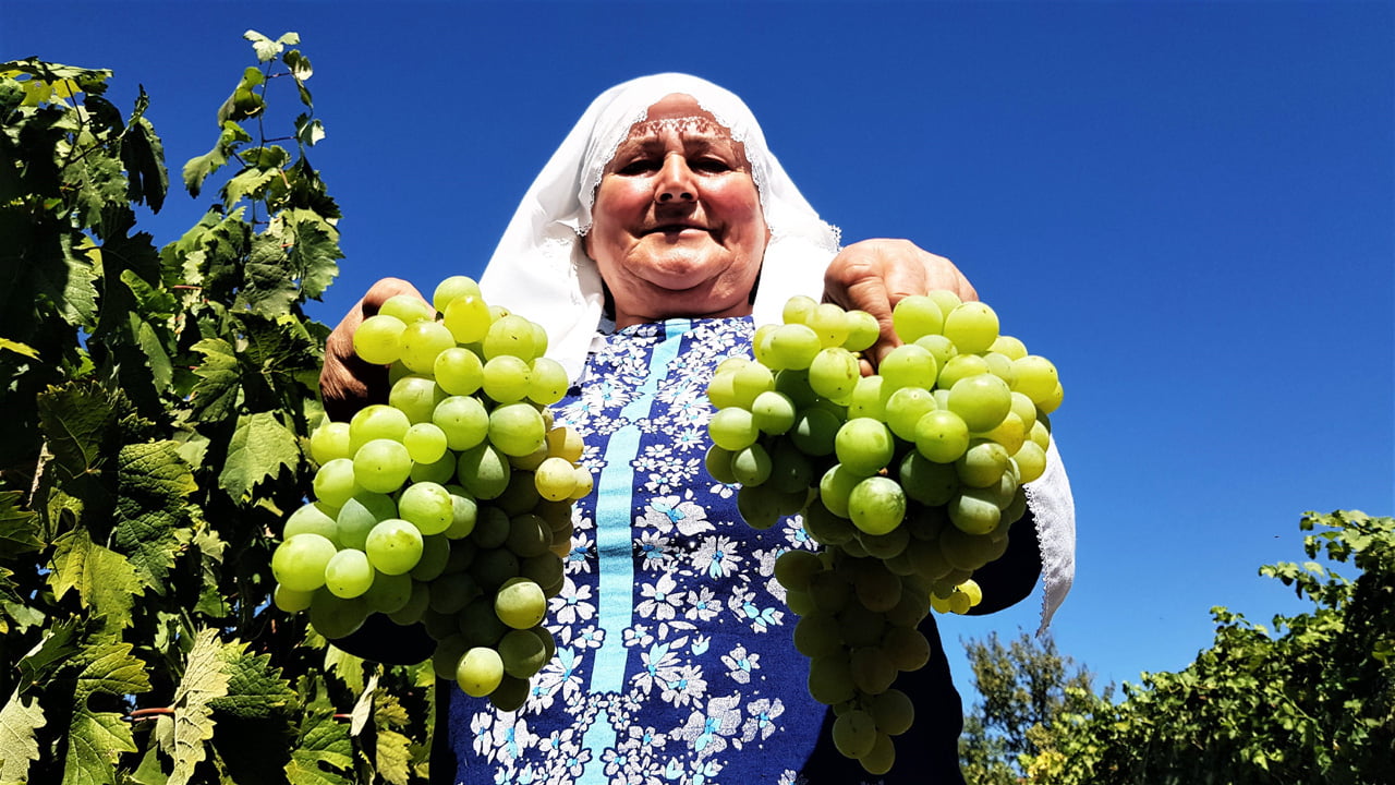 Çiçeklenme dönemindeki aşırı yağışlar Çavuş Üzümündeki rekolteyi düşürdü