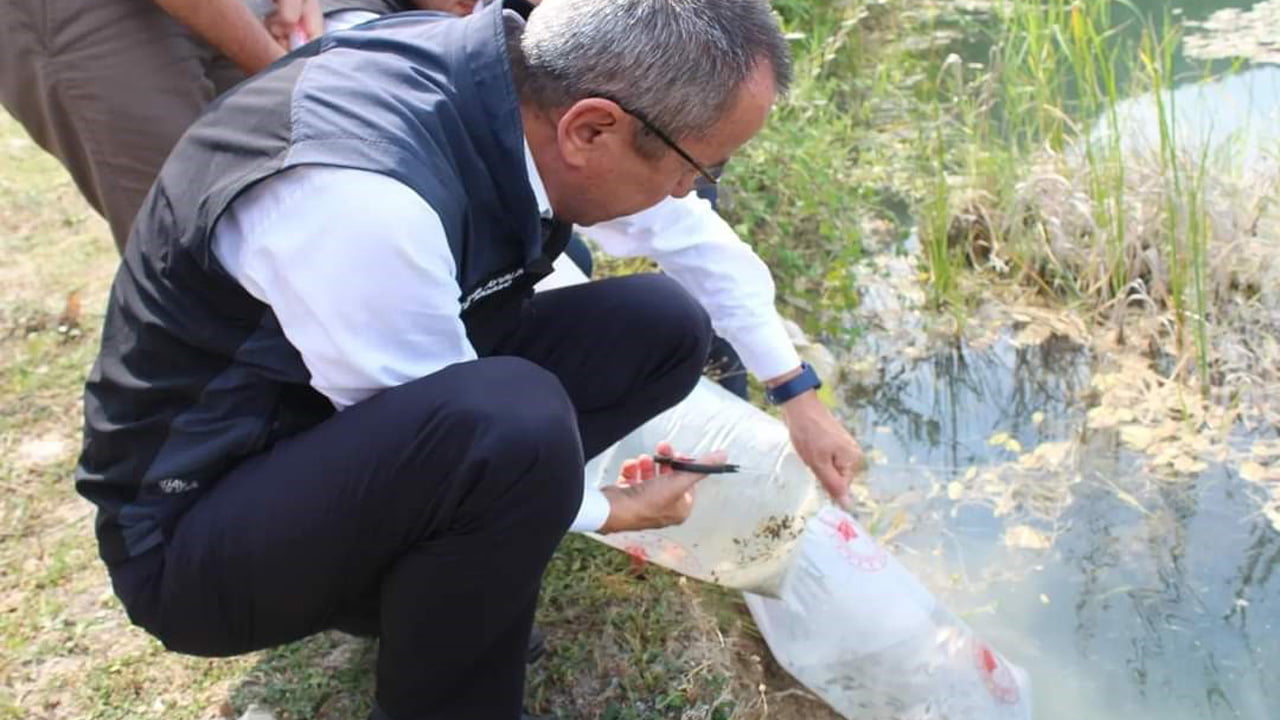 Karabük’te "Su Kaynaklarının Balıklandırılması Projesi" çerçevesinde 30 bin yavru sazan balığı göl ve göletlere bırakıldı.