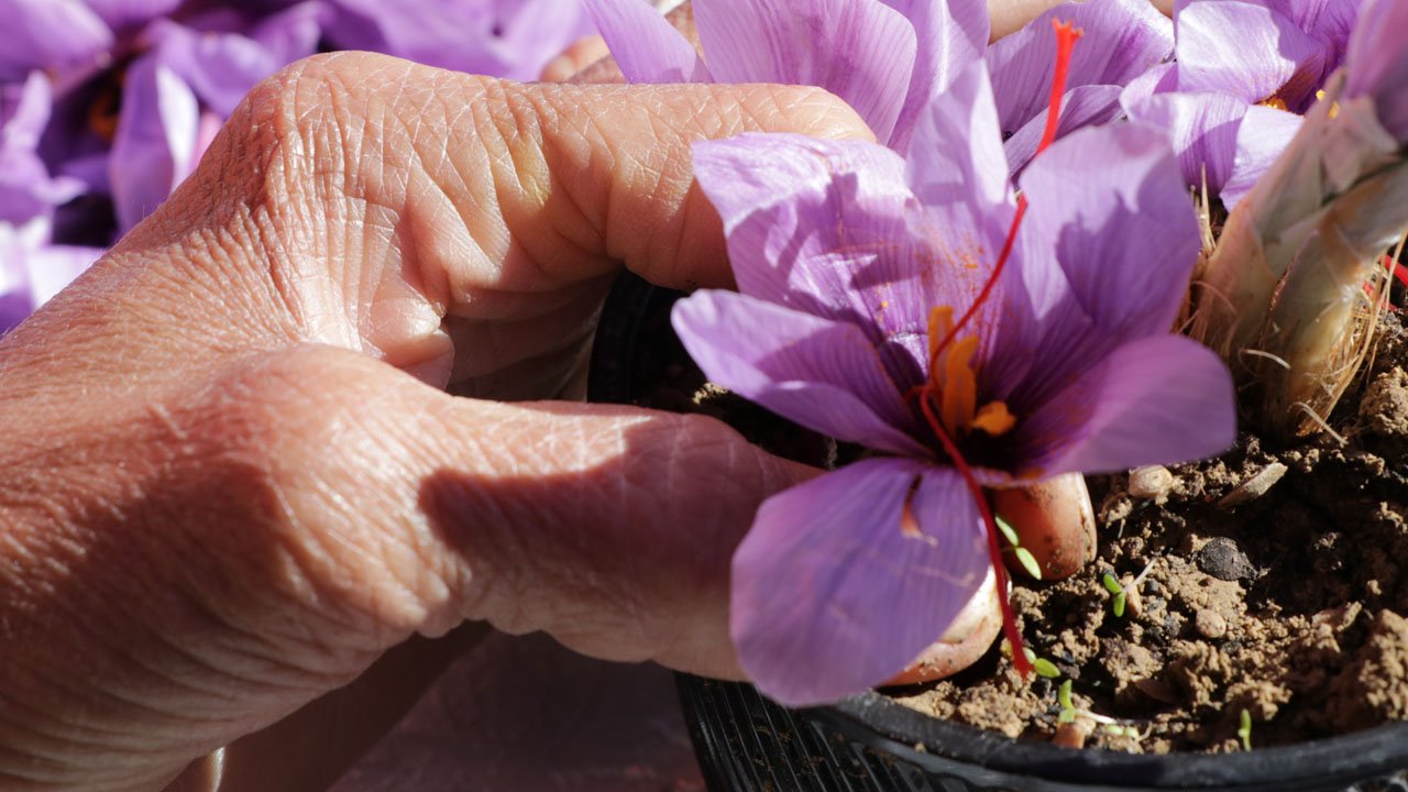 SAFRANBOLU SAFRANI AVRUPA BİRLİĞİ TARAFINDAN TESCİLLENDİ