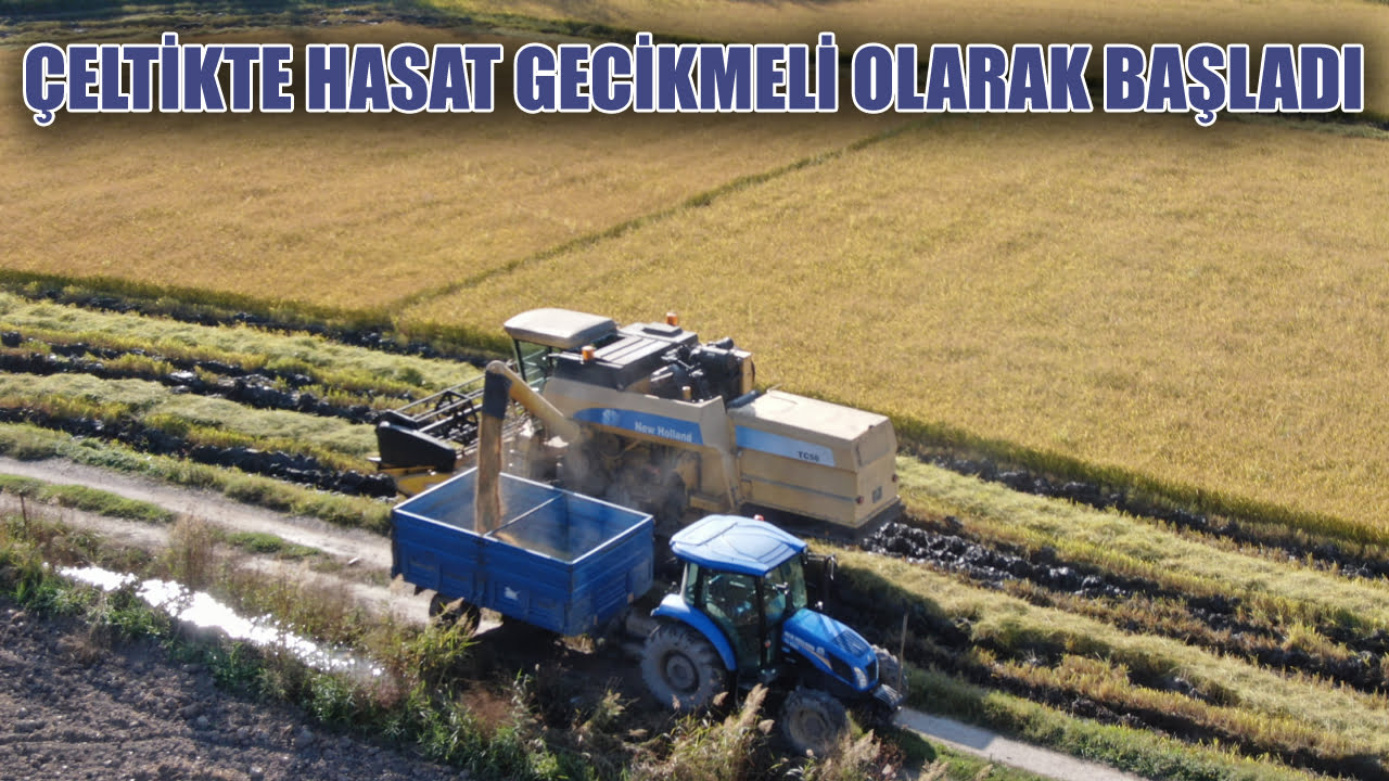 Karabük’te hasadına başlanan ve ‘beyaz altın’ olarak nitelendirilen çeltikte rekolte ağustos ayındaki aşırı sıcaklar nedeniyle düşük bekleniyor.