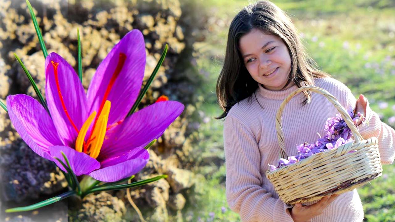 UNESCO Dünya Miras kenti Safranbolu’ya adını veren safranın hasadının yapılacağı 7. Safran Festivali 13-14-15 Ekim tarihlerinde yapılacak.