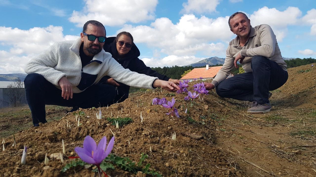 UNESCO Dünya Miras Listesi’nde yer alan Karabük’ün Safranbolu ilçesiyle özdeşleşen ve kilosu 250 bin lirayı bulan safran bitkisi, yaklaşık 20 günlük gecikmenin ardından çiçek açmaya başladı.