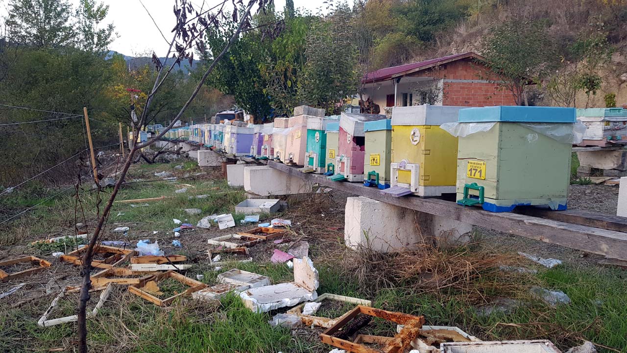 Karabük'te şehir merkezine inen ayı aç kaldığı için girdiği alanda 8 arı kovanını parçalayarak peteklerdeki balları yedi.