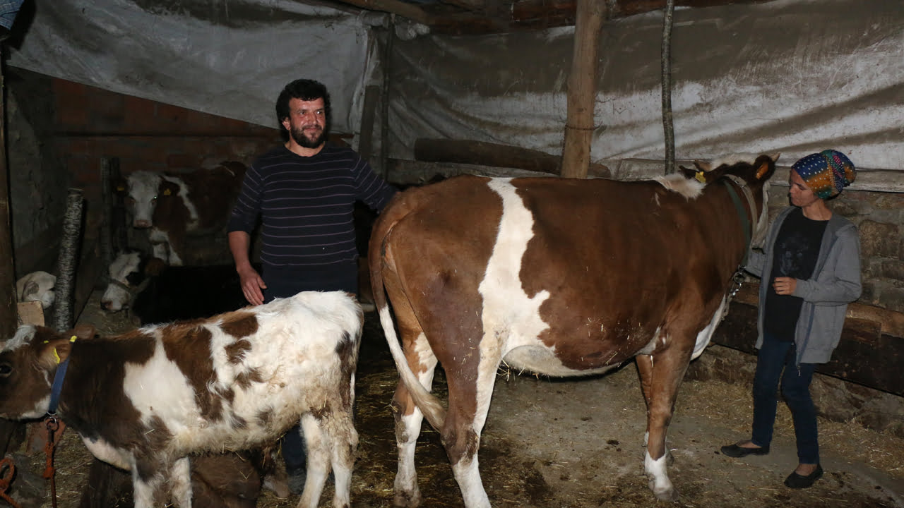 Karabük’ün Ovacık ilçesinde hayvancılık ile uğraşan bir çift hayvanlarının 4 ay boyunca başkası üzerine göründüğünü şap aşısı yaptırmak isterken öğrendi.