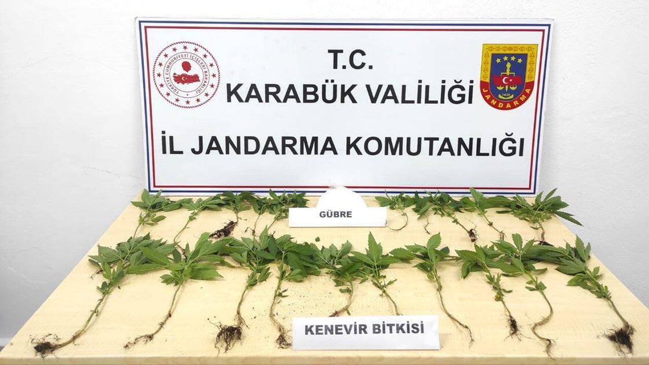 Karabük’te Jandarma ekipleri tarafından yapılan bir operasyonda ormanlık alanda ektikleri kenevirleri sularken 2 kişi suçüstü yakalandı.