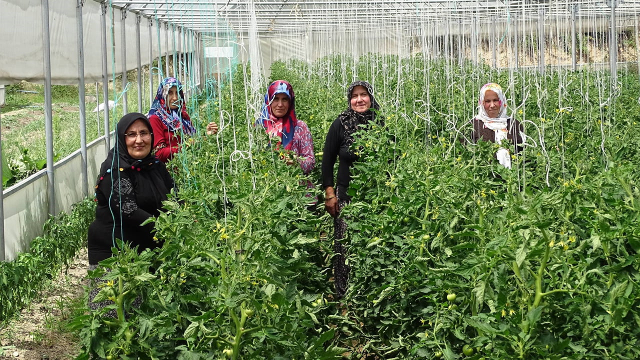 "Orman Köylülerinin Yerinde Kalkındırılması" çerçevesinde Karabük’ün Eskipazar ilçesi Babalar köyünde Orman İşletme Müdürlüğünce 3 aileye verilen seracılık kredisi ile yetiştirilen ürünler toplanmaya hazır hale geldi.