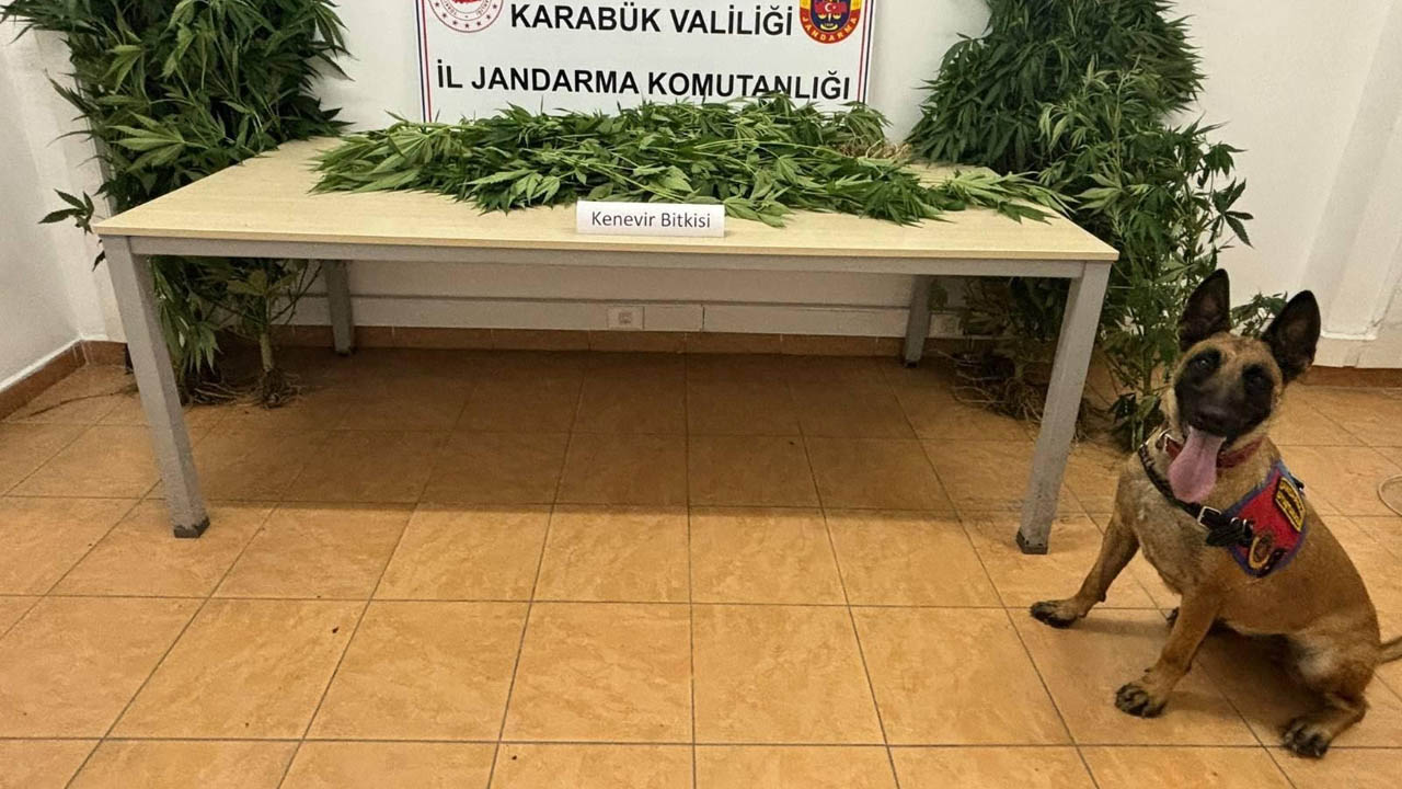 Karabük İl Jandarma Komutanlığı ekiplerince Safranbolu’da hint keneviri ele geçirildi.