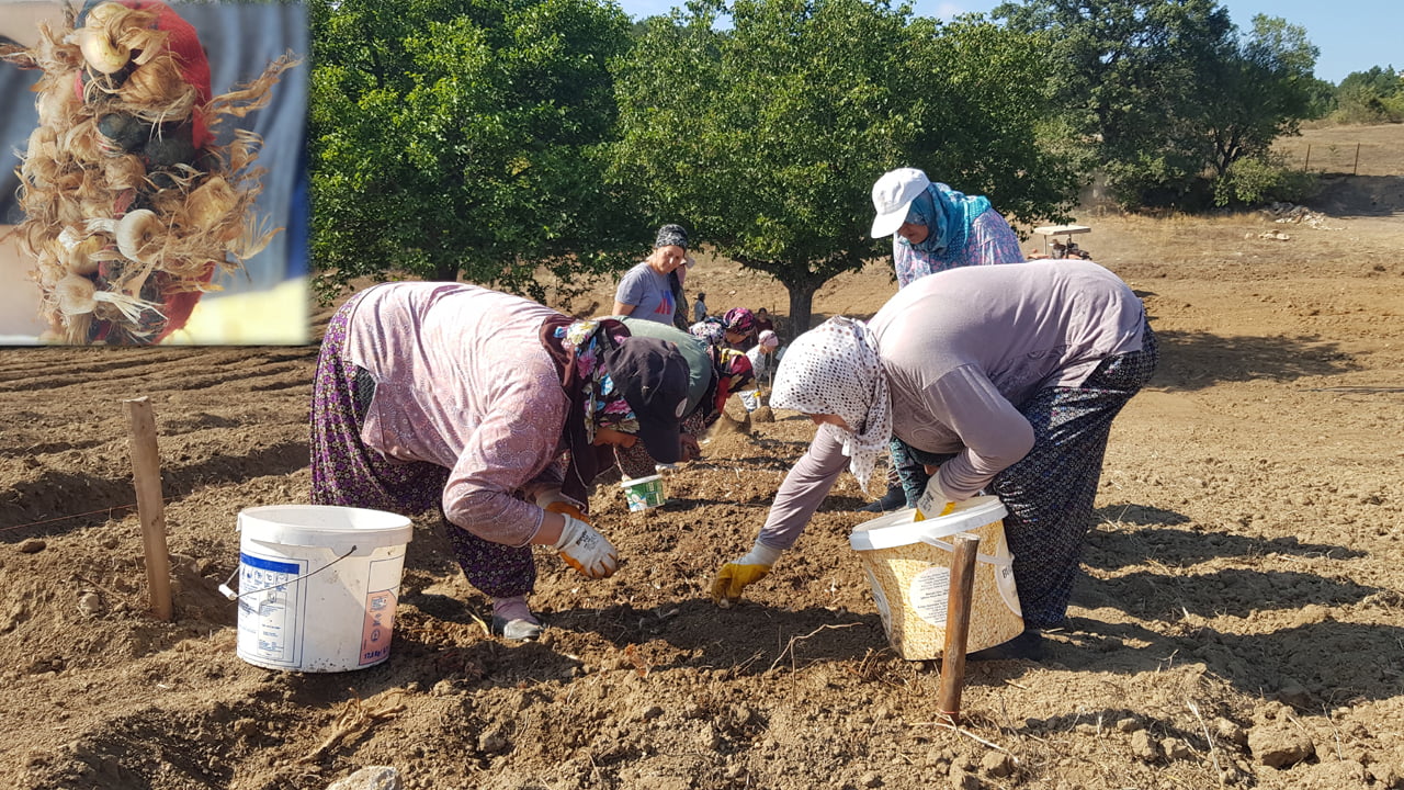 UNESCO Dünya Mirası Listesi'nde yer alan Karabük'ün Safranbolu ilçesiyle özdeşleşen ve 250 bin liralık fiyatıyla "dünyanın en pahalı baharatı" olarak adlandırılan safranın soğanları toprakla buluştu.