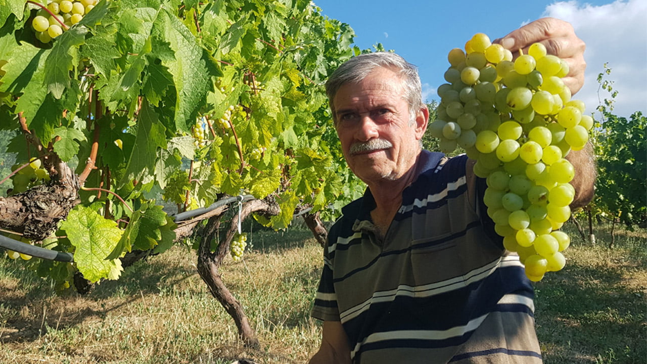 Karabük'ün Safranbolu ilçesinde kendine has aroması ve kokusu ile diğerlerinden ayrılan Çavuş Üzümünde hasat dönemi sıcaklıklar nedeniyle 1 ay önceden başladı.