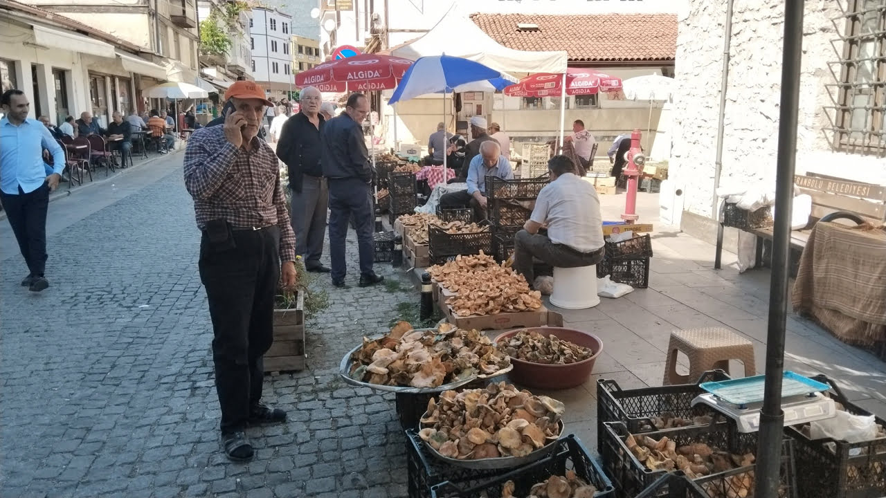 Bilimsel adı 'Lactarius salmonicolor' olan kanlıca mantarı pazardaki yerini alırken, son günlerde yaşanan bolluktan dolayı da mantarın kilosu 150 TL'ye düştü.