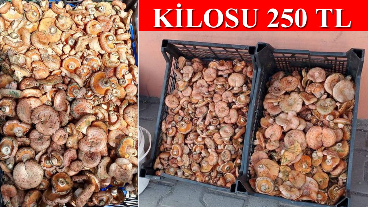 kanlıca mantarı Karabük'te kilosu 250 TL'den pazardaki yerini aldı.