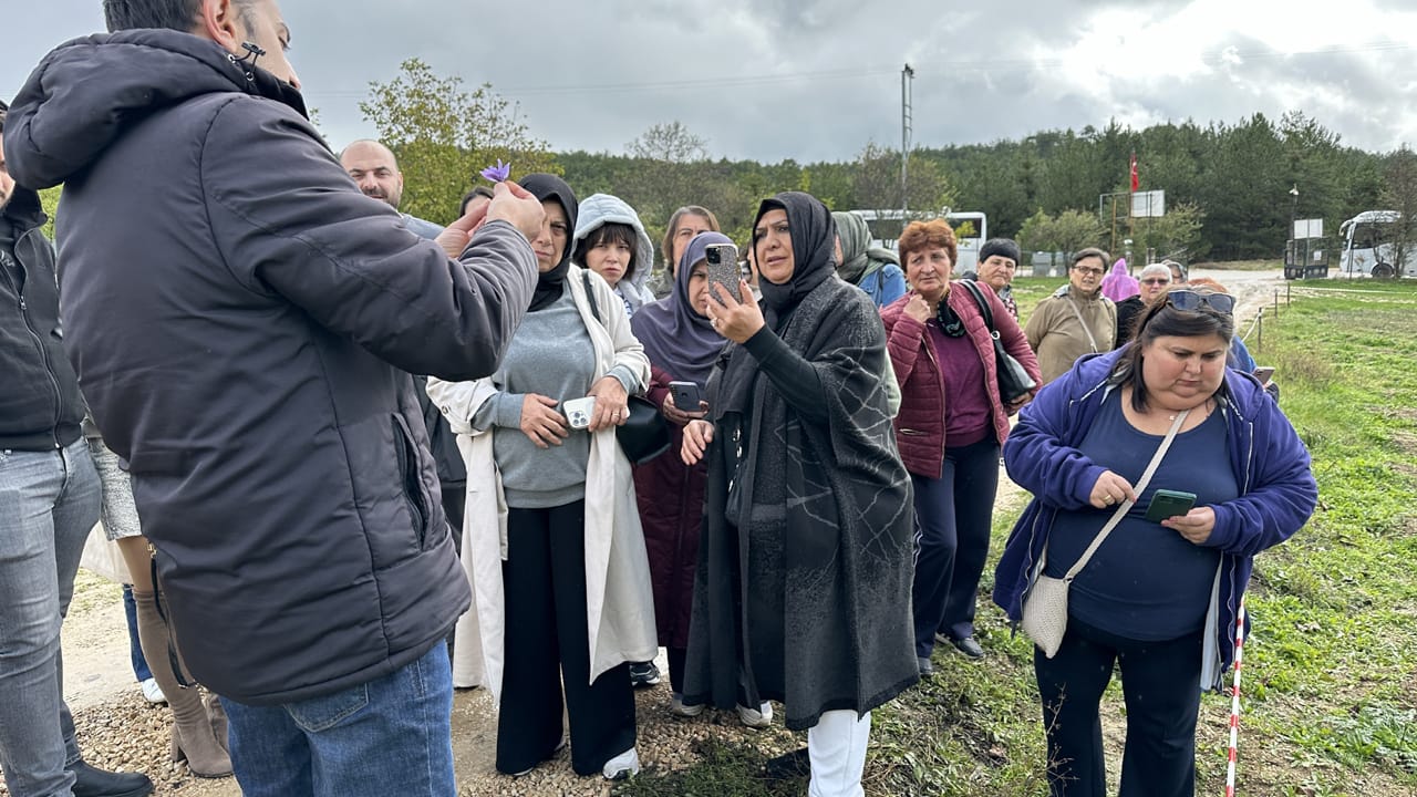 UNESCO Dünya Miras Listesi'nde yer alan Karabük'ün Safranbolu ilçesiyle özdeşleşen safran bitkisini yerinde görmek isteyenler safran tarlalarına akın ediyor.