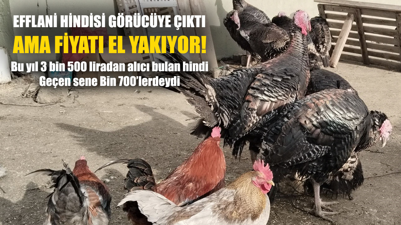 Karabük'ün Eflani ilçesinde, demir ve protein açısından zengin bir besin olan ve kolesterol hastalığına iyi gelen hindiler 3 bin 500 liradan pazardaki yerini aldı.