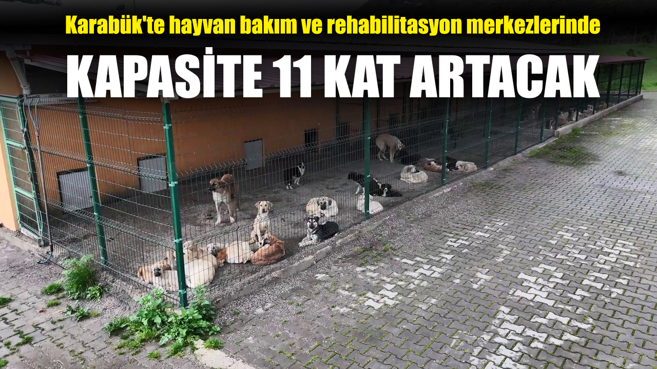 VALİ YAVUZ: SOKAKLARDA SAHİPSİZ HAYVAN KALMAYACAK