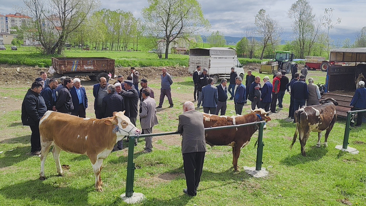Karabük'ün Eflani ilçesinde kurbanlıklar pazara inmeye başladı.