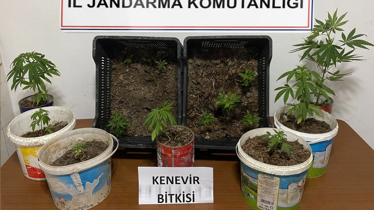 Karabük'ün Eflani ve Safranbolu ilçelerinde jandarma ekiplerince düzenlenen operasyonda 14 kök kenevir bitkisi ele geçirildi.