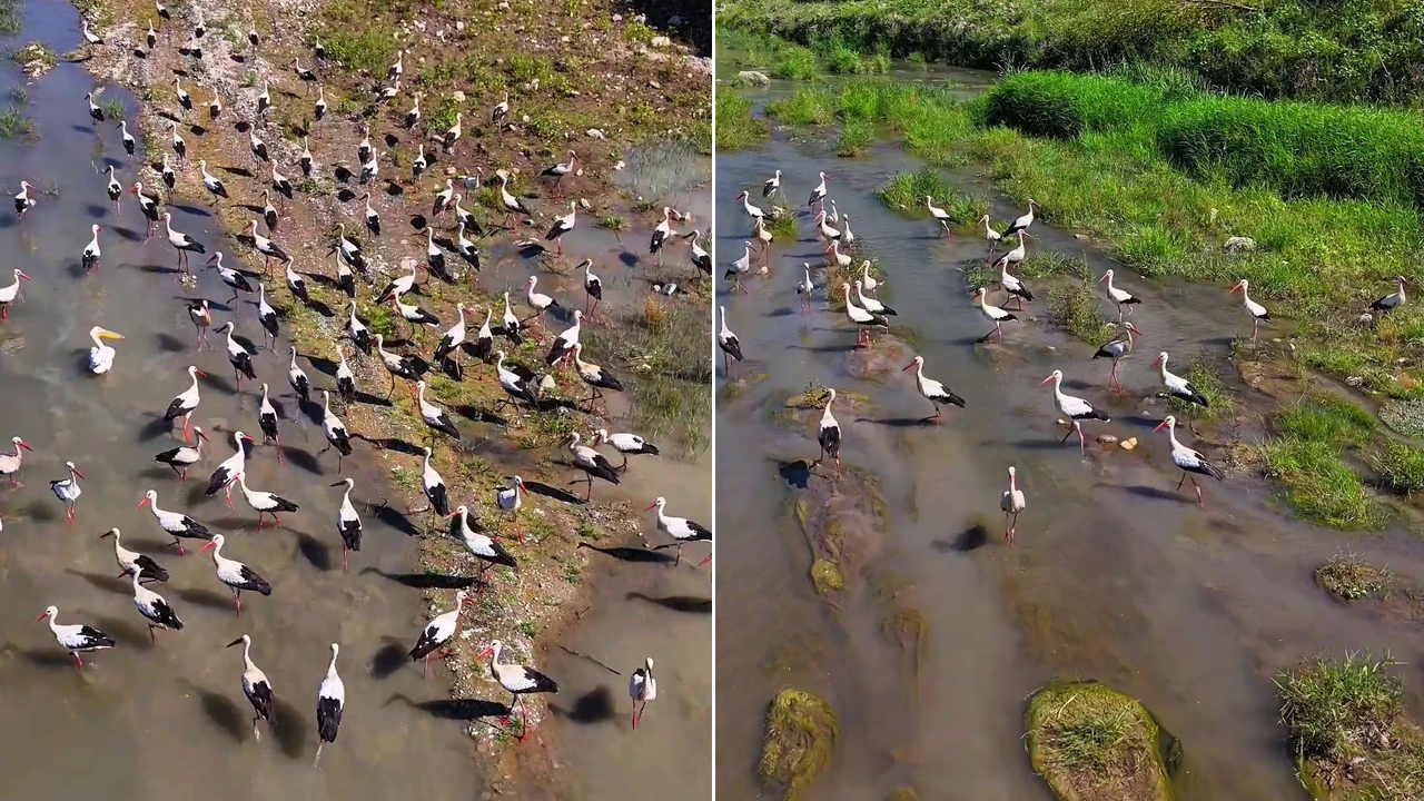 Karabük’te leylek sürüsüyle birlikte avlanan pelikan, dronla görüntülendi.