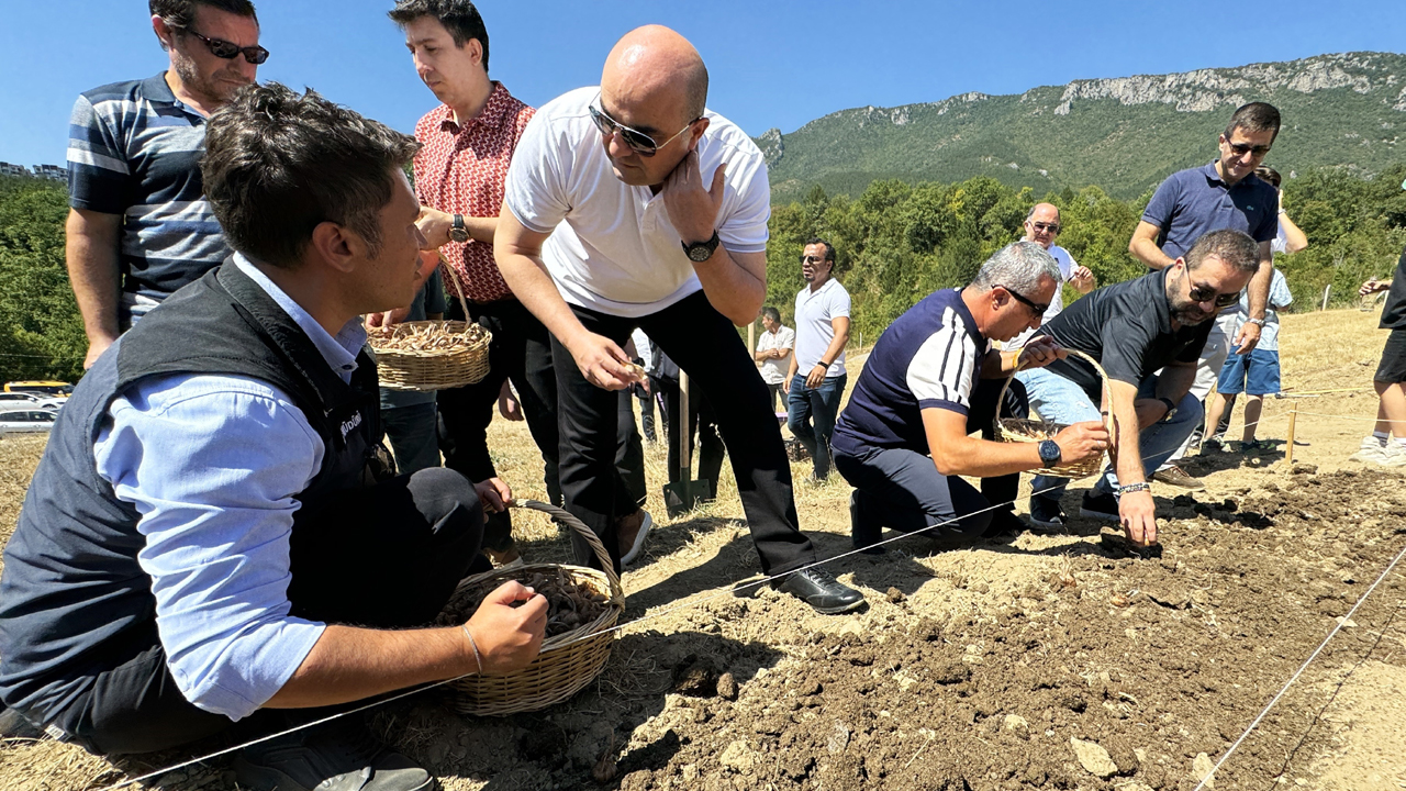 UNESCO Dünya Mirası Listesi'nde yer alan Karabük'ün Safranbolu ilçesinde, "dünyanın en pahalı baharatı" olarak bilinen ve kilosu yarım milyon olan safranın soğanlarının ekimi başladı.