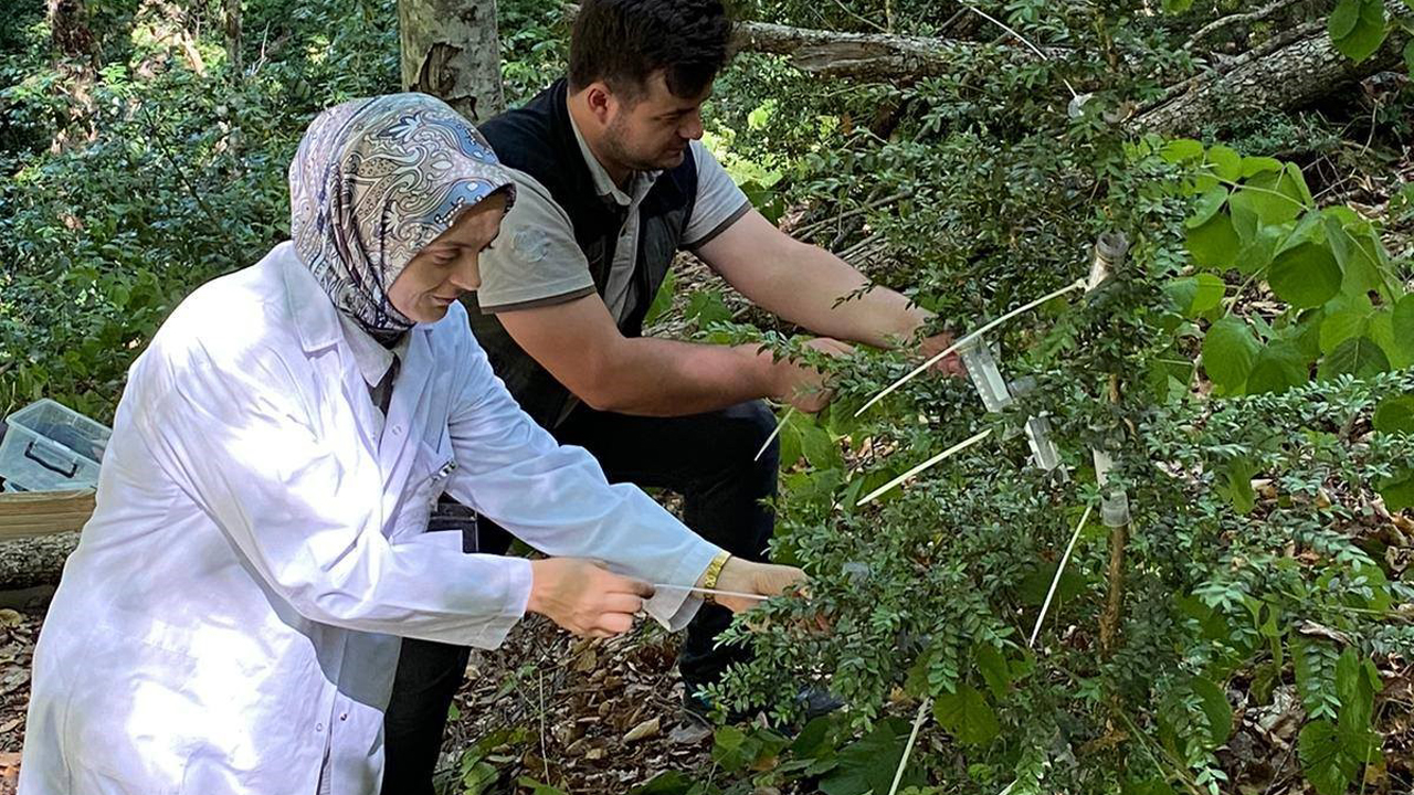 Karabük’ün Yenice ilçesinde, ormanlara zarar veren şimşir güvesi (Cydalima perspectalis) ile mücadele kapsamında önemli bir biyolojik mücadele çalışması gerçekleştirildi.