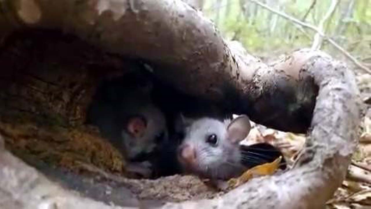 Karabük’ün doğal güzellikleriyle ünlü Dünya Doğayı Koruma Vakfı (WWF) tarafından "Acil Olarak Korunması Gereken 100 Sıcak Nokta" arasında gösterilen ve Türkiye'nin en büyük blok ormanı unvanına sahip olan Yenice Ormanları, bu kez nadir bir doğa olayına ev sahipliği yaptı. Doğa yürüyüşü sırasında bir ağacın kovuğunda yediuyur (Glis glis) yavruları görüntülendi.