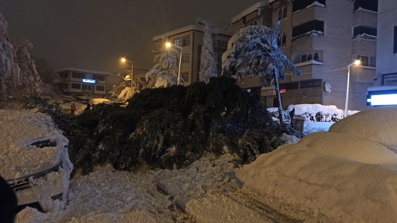 ÇAM AĞACI PARK HALİNDEKİ İKİ ARACIN ÜZERİNE DEVRİLDİ