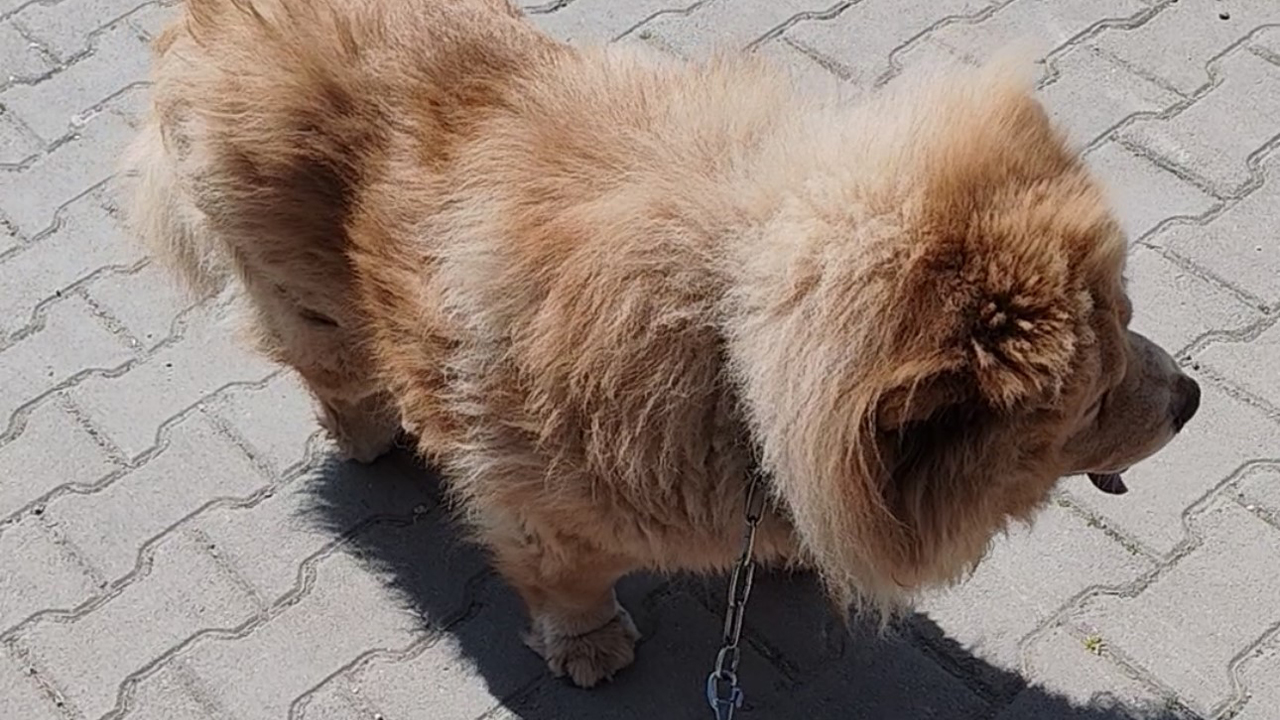 BAŞIBOŞ PİTBULL, VATANDAŞ İLE KÖPEĞİNE DEHŞETİ YAŞATTI