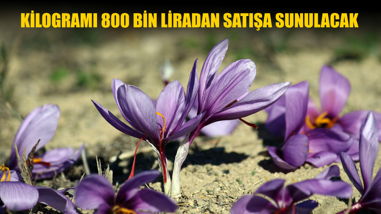 SAFRAN TARLALARINDA 45 GÜNLÜK HASAT MARATONU BAŞLADI